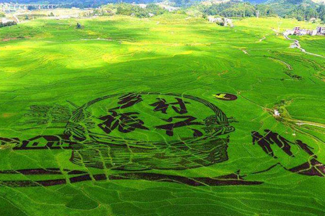 鄉(xiāng)村振興與智慧農(nóng)業(yè)的發(fā)展息息相關(guān)？