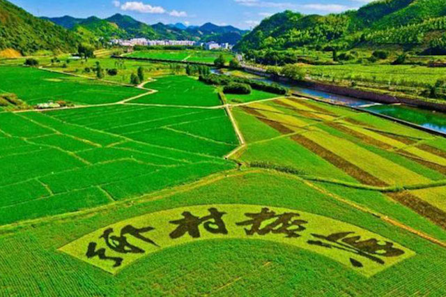 國家大力扶持鄉(xiāng)村振興，年輕人不可錯過的5個創(chuàng)業(yè)機會！