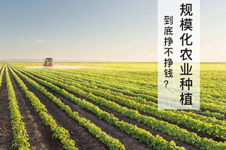 規(guī)?；r(nóng)業(yè)種植不賺錢？別鬧了，那是你不會經(jīng)營導(dǎo)致的